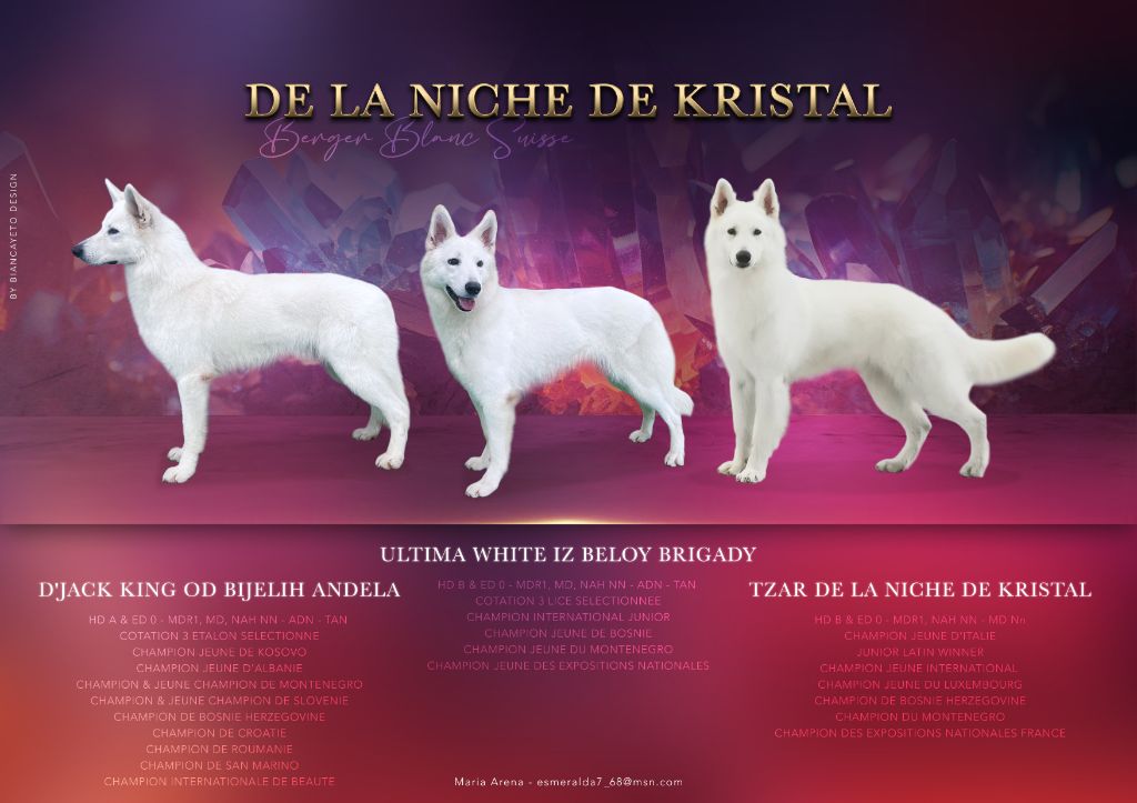 chiot Berger Blanc Suisse De La Niche De Kristal