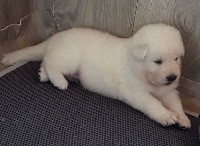 De La Niche De Kristal - Berger Blanc Suisse - Portée née le 20/12/2019