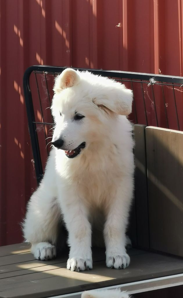 chiot Berger Blanc Suisse De La Niche De Kristal