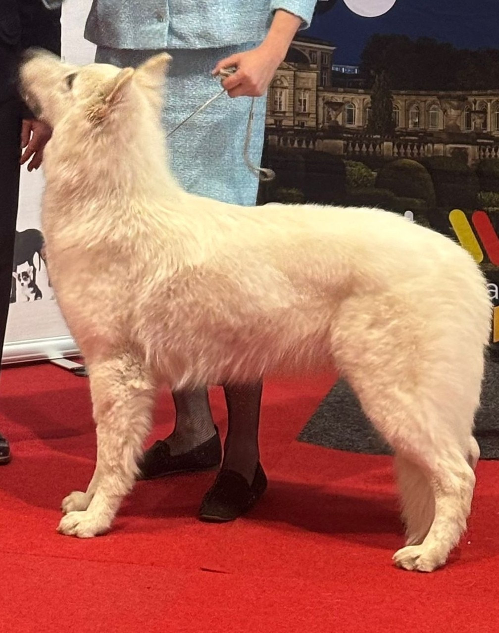MEILLEUR Mâle à PARIS DOG SHOW