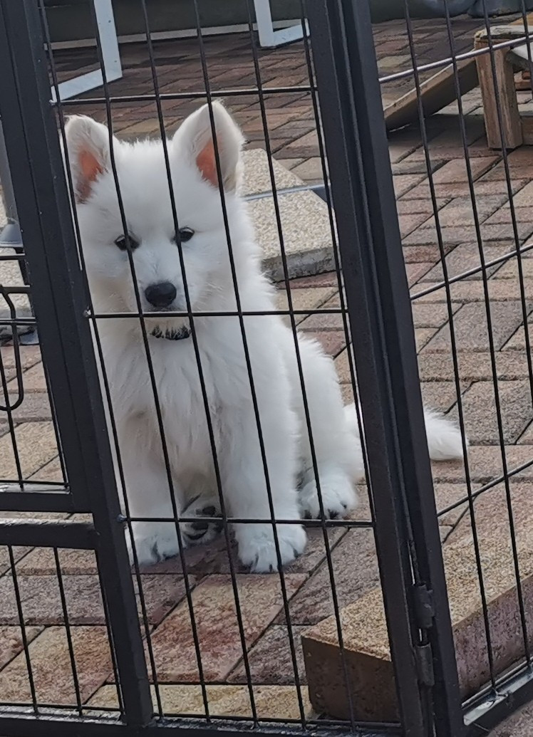 De La Niche De Kristal - Chiots disponibles - Berger Blanc Suisse
