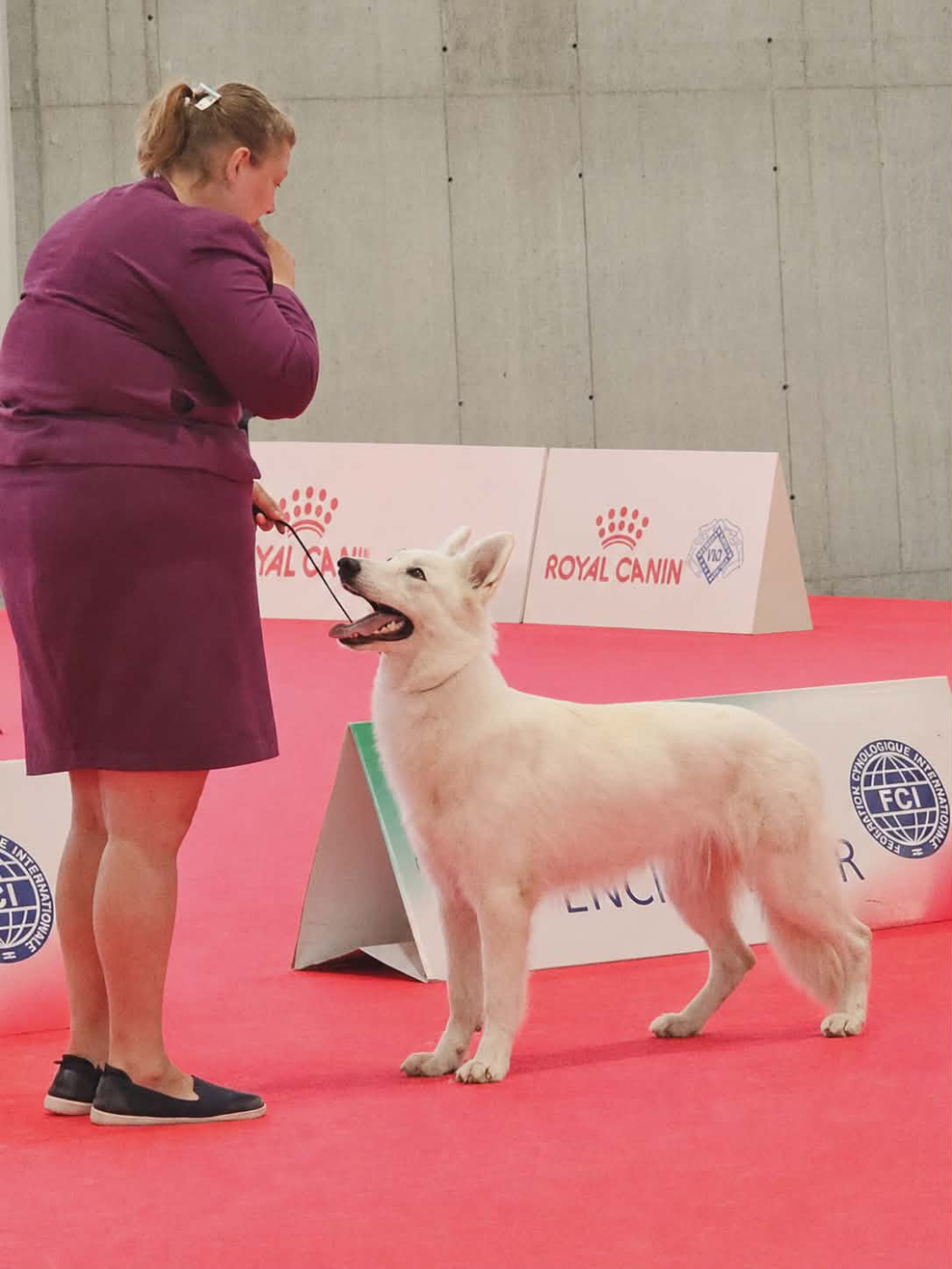 De La Niche De Kristal - Chiots disponibles - Berger Blanc Suisse
