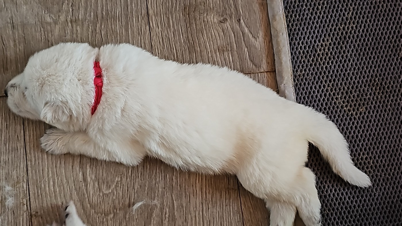 De La Niche De Kristal - Chiots disponibles - Berger Blanc Suisse