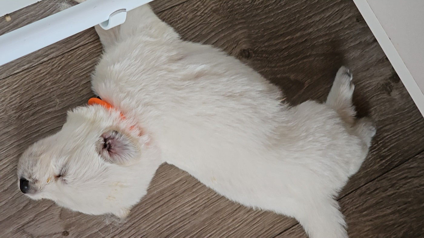 De La Niche De Kristal - Chiots disponibles - Berger Blanc Suisse