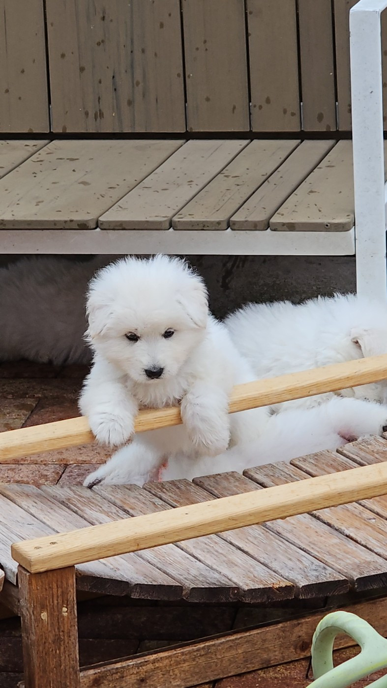 De La Niche De Kristal - Chiots disponibles - Berger Blanc Suisse