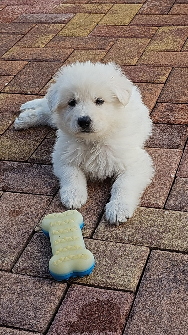 De La Niche De Kristal - Chiots disponibles - Berger Blanc Suisse