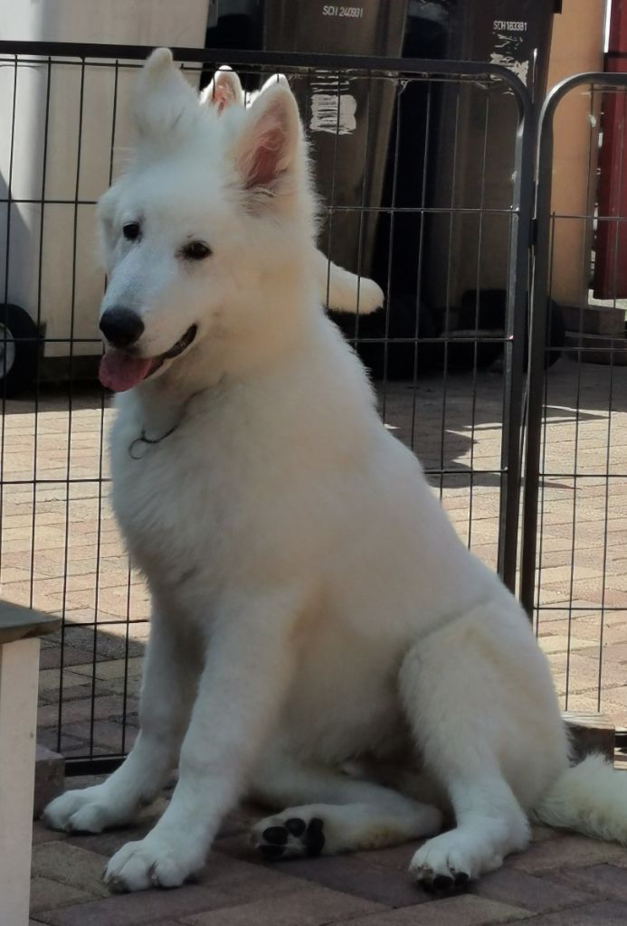 De La Niche De Kristal - Chiots disponibles - Berger Blanc Suisse