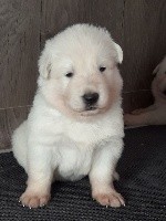 CHIOT