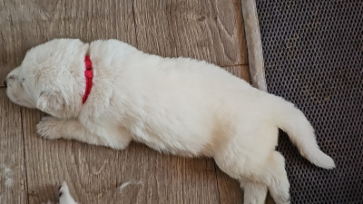 CHIOT 1