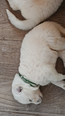 CHIOT 3