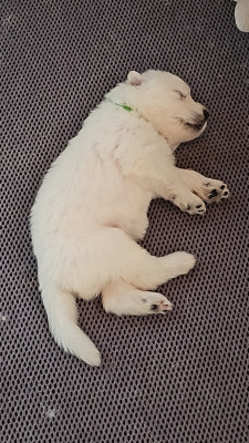 CHIOT 4