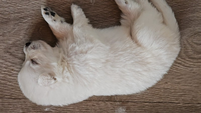CHIOT 5