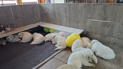 CHIOT 6