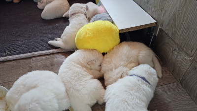 CHIOT 7
