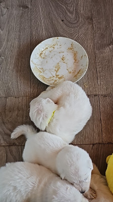 CHIOT 8