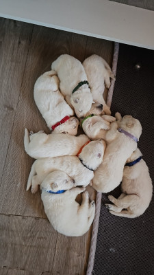 CHIOT 9