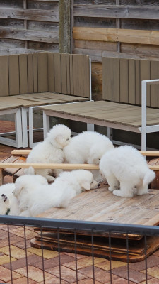 CHIOT 5