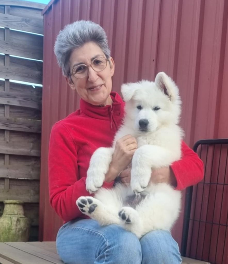 De La Niche De Kristal - Chiots disponibles - Berger Blanc Suisse